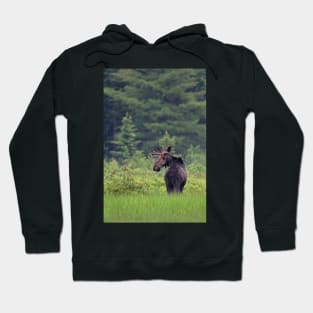 Canadian Moose, Algonquin Park, Canada Hoodie